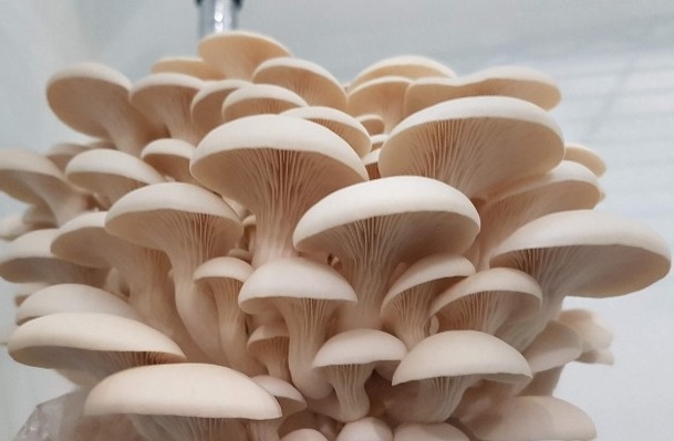 Benefits of Mushroom Farming